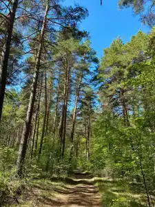ЛесОК - Домик лесника - 4
