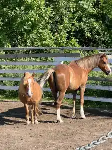 Лаки Лейк - 26