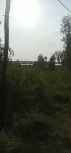 Берёзовый край - 42