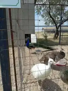 Страусиная ферма Экзотик - 41