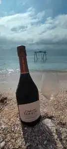 Vino - 72