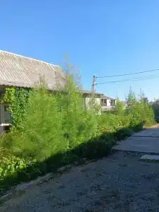 Эдельвейс - 40