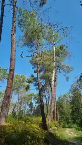 Чапагуа - 2
