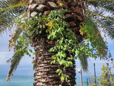 Морская Резиденция Санторини - 38