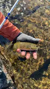 Гармония Севера - 81