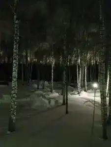 Березка - 49