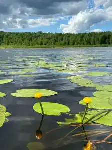 Русский Двор - 16