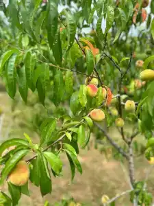 Комарова - 13