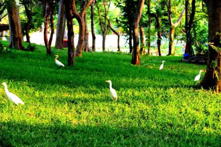 Vgp Golden Beach Resort - 6