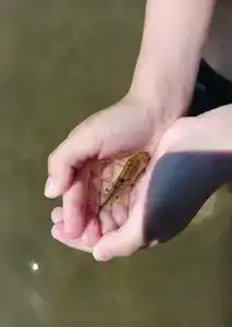 Золотые Пески - 37