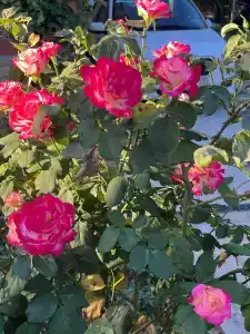 Jamaica - 8