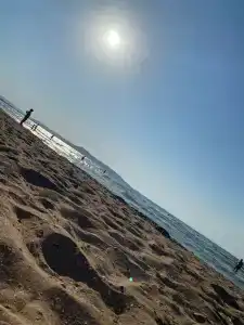 Олива - 42