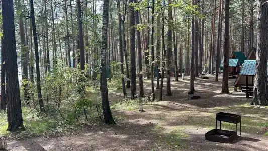 Лесная поляна - 61