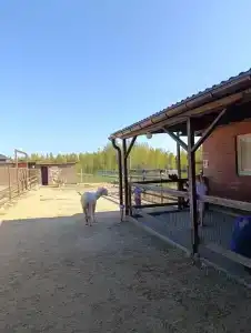 Российские альпаки - 44