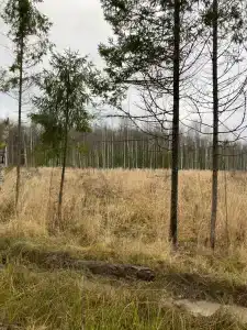 Сендега - 43