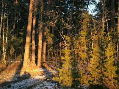 Magic Wood - 11