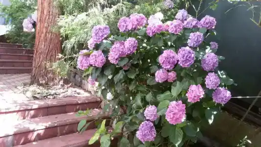 Эвкалипт - 40