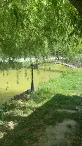 Золотая рыбка - 47
