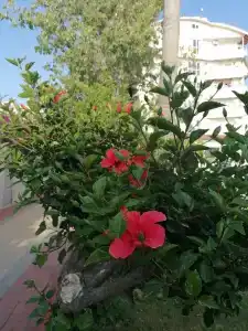 Lonicera World Resort & Spa - Ultra All Inclusive - 88