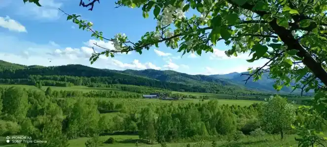 Чайное гнёздышко - 6