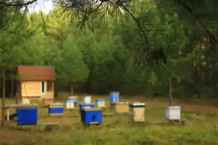 Пчелинцево - 56