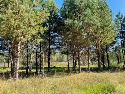Паллада пастораль - 16