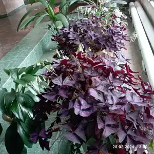 Океанский - 95