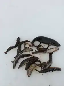 НаСегозеро - 18