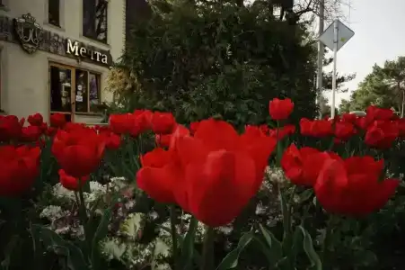 Мечта - 2