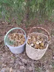 Сокол - 7