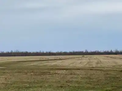 Гусиные Поля - 2