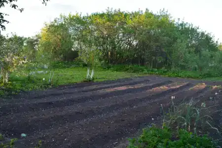 Лес среди болот - 3