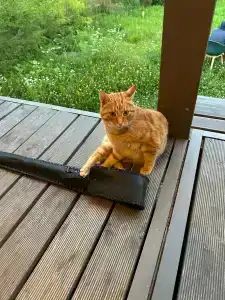 Карельские Лага - 26