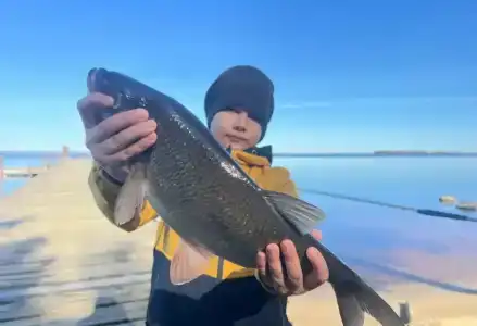 Big Fish - 15