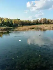 Лесное озеро - 69