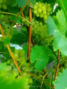 Светлана - 94