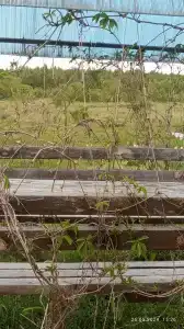 Болгар - 8