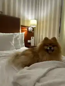 Palace Bridge Hotel - 7