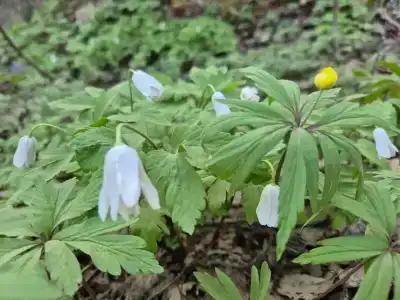 Кук-Караук - 15