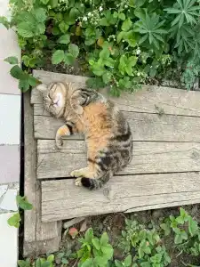 Горный родник - 28