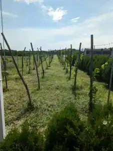 Chateau Vartsikhe - 28
