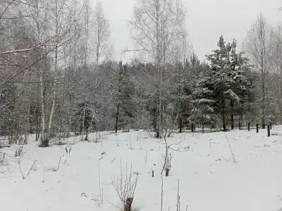 Хвойный парк - 8