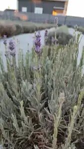 Веселовка Парк - 36