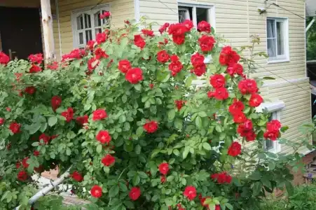 Дом Солнца - 5