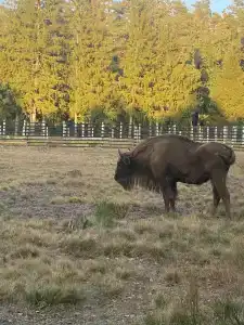 Беловежская пуща. №2 - 83