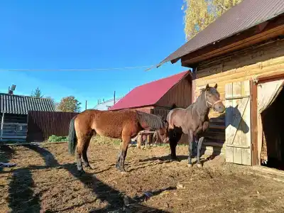 Стрижели - 0