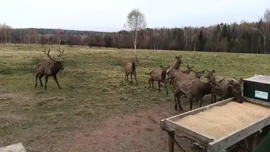 Сечуга - 20