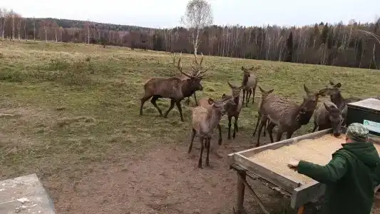 Сечуга - 21
