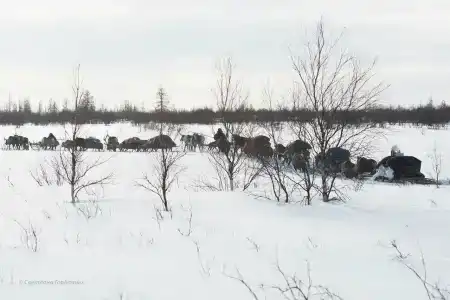 Ханавэй Ся - 45