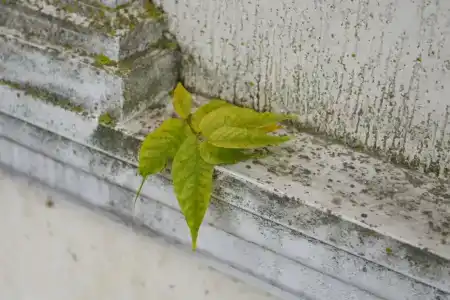 Старый Город - 60